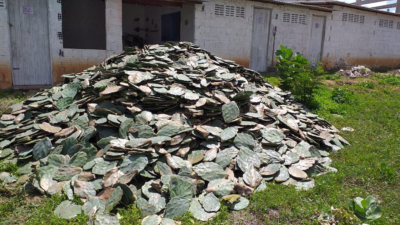 Gestão municipal inicia distribuição de raquetes de palmas a pequenos criadores de Caraúbas