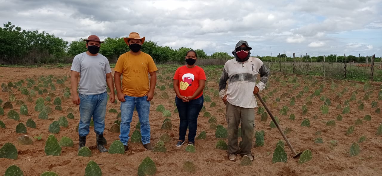 Secretaria de Políticas do Campo e produtores rurais iniciam o plantio de raquetes de palmas em Caraúbas
